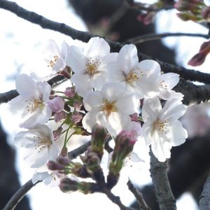 蕨の桜　わらびのサクラ