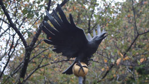 熊野本宮大社　八咫烏　　ブラスト工房